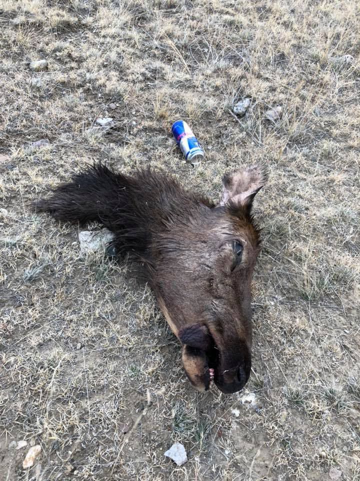 Cow elk head found near butchered cow in Anaconda